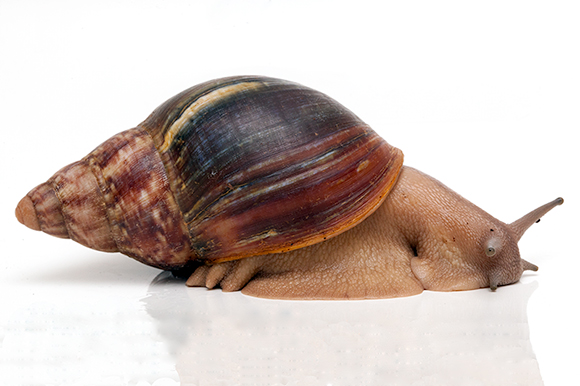 Archachatina rhodostoma Benin, adult, 10cm